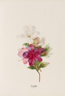 Myers, Ada - Histoire Naturelle Botanique