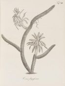 Pfeiffer, Ludwig Georg Karl - Abbildung und Beschreibung bl&uuml;hender Cacteen