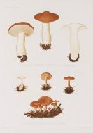 Fries, Elias Magnus - Icones selectae Hymenomycetum nondum delineatorum. 2 Bde. in 18 Lieferungen