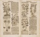 Zwinger, Theodor - Theatrum Botanicum