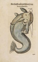 Gesner, Conrad - Thierbuch - Vogelbuch - Fischbuch