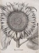 Besler, Basilius - Hortus Eystettensis. Verlagseinband