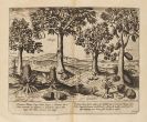 Linschoten, Jan Huygen van - Navigatio in orientalem. - Descriptio totius Guinea. 2 Teile in 1 Band