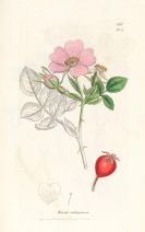 Sowerby, James - English Botany