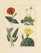 Maund, Benjamin - The Botanic Garden