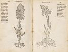 Dodonaeus, Rembertus - Trium priorum de stirpium historia. Angeb.: Posterium trium