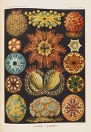 Haeckel, Ernst - Kunst-Formen der Natur. 10 Hefte und Supplement in 1 Band