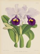 Warner, Robert - Orchid Album, 5 B&auml;nde der Reihe