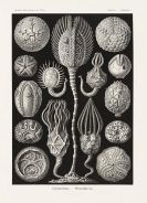Haeckel, Ernst - Kunstformen der Natur. 3 B&auml;nde