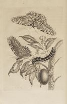 Merian, Maria Sibylla - Surinaamsche Insecten (&) Europische Insecten