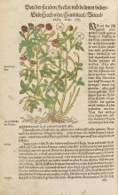 Bock, Hieronymus - Kreutterbuch