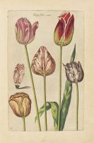 Bry, Johannes Theodor de - Florilegium novum ... New Blumbuch
