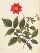 Roscoe (Mrs Edward Roscoe), Margaret - Floral seasons
