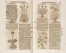 Jacobus Theodorus Tabernaemontanus - Kr&auml;uter Buch. Dabei: Lonicer (Fragment)