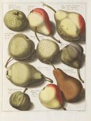 Knoop, Johann Hermann - Pomologie ou description des meilleures sortes de pommes et de poires