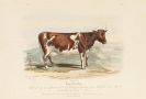 Low, David - Histoire naturelle-agricole des animaux domestiques de l'Europe