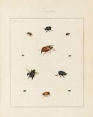 Martyn, Thomas - The English Entomologist