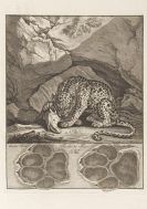 Ridinger, Johann Elias - Abbildung der jagtbaren Thiere