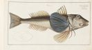 Bloch, Marcus Elieser - Oeconomische Naturgeschichte der Fische Deutschlands