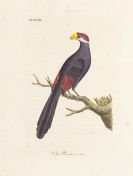 Latham, John - General History of Birds. 10 B&auml;nde
