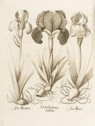 Besler, Basilius - Hortus Eystettensis. 2 B&auml;nde
